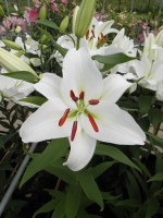 [1843 WhiteWine No01.JPG]